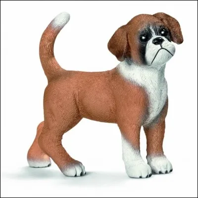 Quelle est la race de ce chien ?