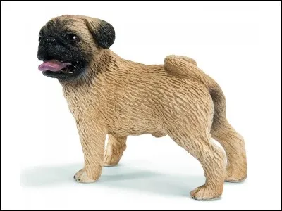 Quelle est la race de ce chien ?