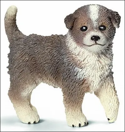 Quelle est la race de ce chien ?