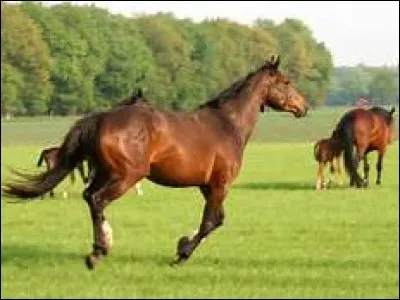 A quelle allure est ce cheval ?