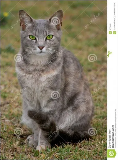 Qui a donné à Étoile de Feu, la vie et l'énergie éternelles ?