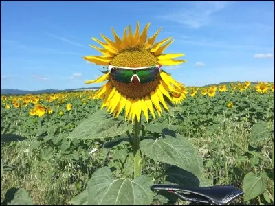 Les fleurs de tournesol suivent le mouvement du Soleil.