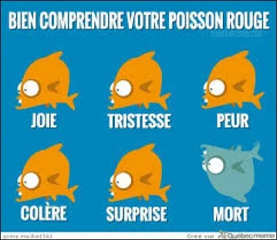 Les poissons rouges ont une mémoire de 30 secondes.
