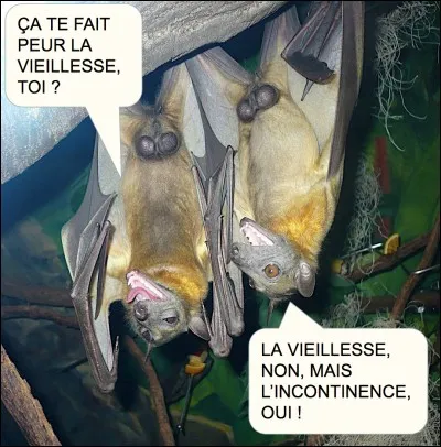 Les chauves-souris sont aveugles.