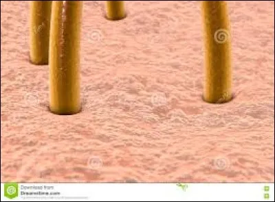 Quelle proportion de la peau humaine n'est pas couverte de poils ?