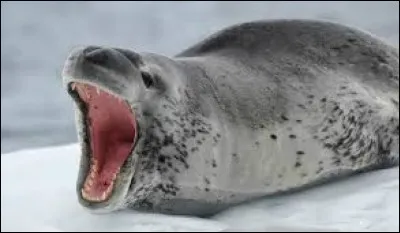 Quelle est cette espèce de phoque à la mâchoire impressionnante ?