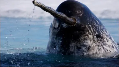 Comment appelle-t-on parfois le narval ?