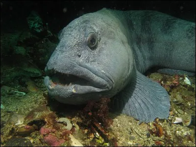 Quelle appellation peut désigner plusieurs espèces de poissons, de phoques et même une espèce de requin ?