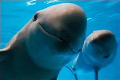 Le marsouin est aussi connu sous le nom de...