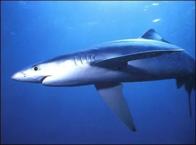 Par élimination, vous devriez trouver le surnom du requin-taupe ?