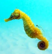 Quiz Animaux