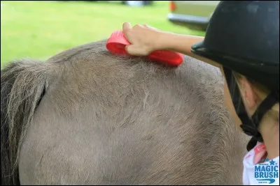 Laquelle de ces brosses ne fait pas partie du pansage élémentaire ?