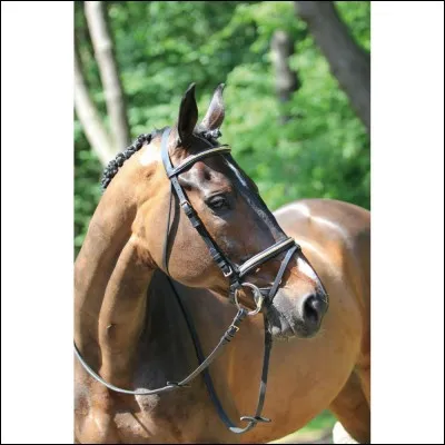 Laquelle de ces propositions ne fait pas partie du filet ?