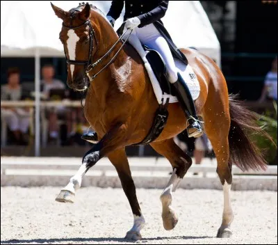 Le trot est une allure :