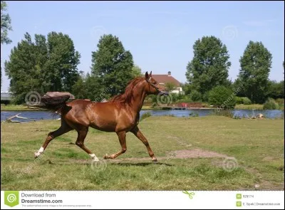 Quel est le mécanisme du trot ?