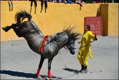 Lorsque que l'on desselle il faut lâcher la sangle d'un coup.