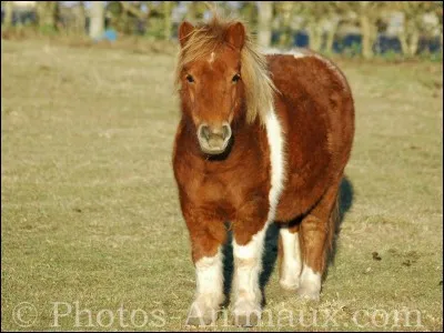 Quand un cheval a les oreilles pointées vers l'avant en soutenant la nuque, cela veut dire ...