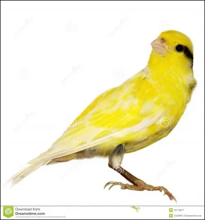 Cet oiseau s'appelle un canari.