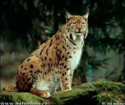 Quelle est la longueur du lynx boréal ?