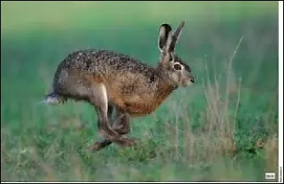 Quelle est la longueur du lièvre d'Europe ?