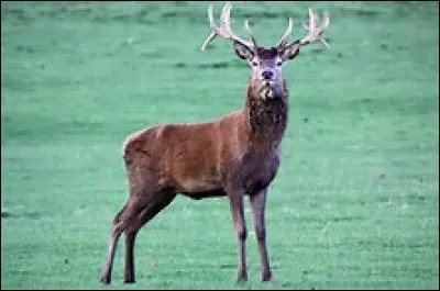 Quel est cet animal ?