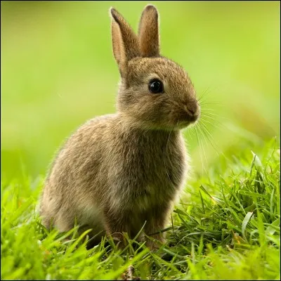 Comme animaux, Sora a :