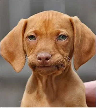 Qu'est-ce qui est jaune quand quelqu'un vient de nous dire une phrase vexante ?