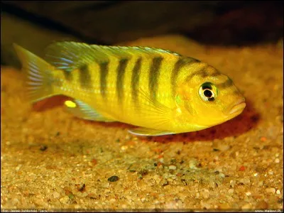 "Bravo !", si vous trouvez le nom de cette espèce de poissons !