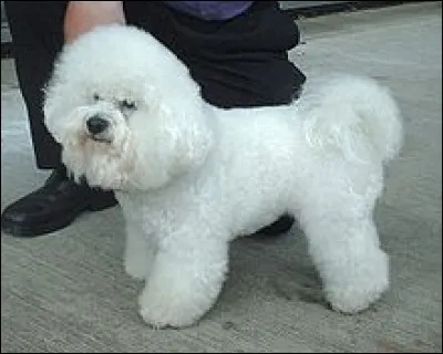 Cette tête de bichon en est pleine, car la décence m'interdit d'en montrer plus, surtout venant d'un humain ! Qui est-ce ?
