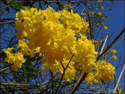 C'est actuellement la pleine période de floraison de cet arbre aux fleurs jaunes citron. S'agit-il de :
