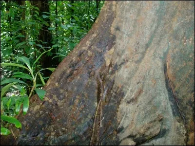 Un animal s'est caché dans cette photo, aiguisez votre sens de l'observation et dites nous de qui s'agit-il ?