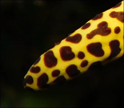 A l'aide de l'image indice jointe, parmi ces trois lianes, laquelle, non encore inventoriée de la réserve, vient d'être tout récemment trouvée sur le sentier botanique Trésor ?