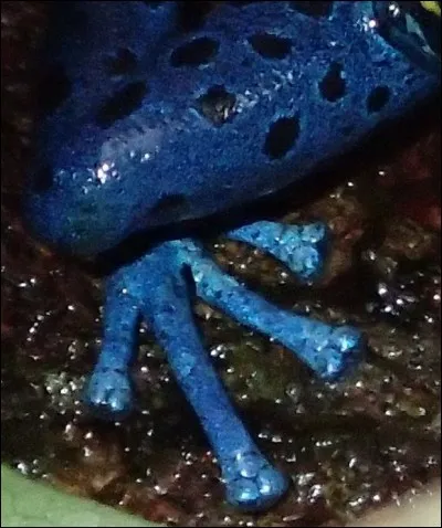 Cette espèce d'amphibien est étudiée par la méthode de capture-marquage-recapture à partir de photographies de son dos et de ses deux profils. Aidez-vous de la photo indice jointe. S'agit-il :