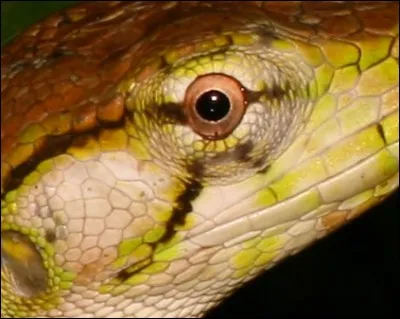 Ce lézard qui affectionne les zones de lisières forestières, bien ensoleillées, bien que ce ne soit pas un caméléon peut changer de couleur lorsqu'il est importuné. Saurez-vous l'identifier à l'aide de l'indice joint ?