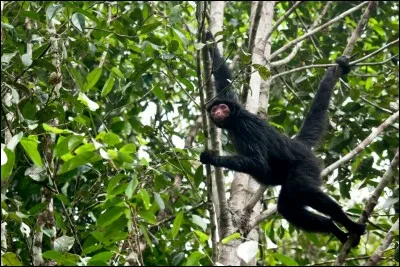 Durant les vingt dernières années, cette espèce de mammifère protégée particulièrement rare sur la montagne de Kaw n'a été observée qu'une seule fois sur le sentier botanique de la réserve. En vous aidant de l'image jointe. C'est le :