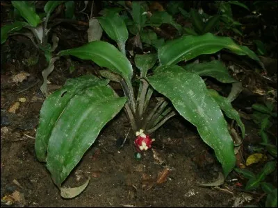Cette espèce endémique de Guyane est présentée au point métrique 600 du sentier botanique. Il s'agit d'une espèce proche de l'ananas. C'est le :