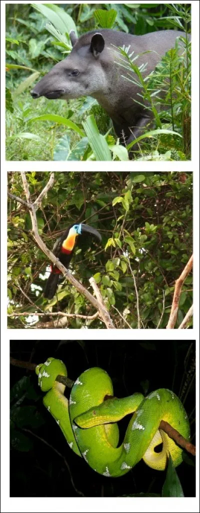 Dans le bandeau joint, une seule espèce est protégée intégralement. Quel numéro lui correspond ?