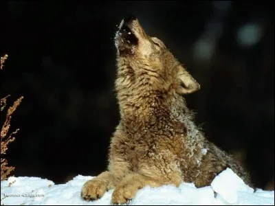 Aimes-tu les loups ?