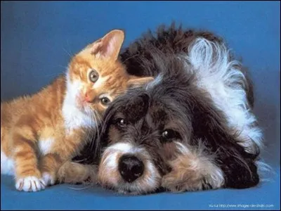 Es-tu félin ou canin ?