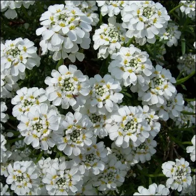 Comment appelle-t-on aussi la fleur nommée ibéris ?