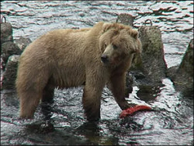 Quel poids record a été atteint par un ours kodiak ?