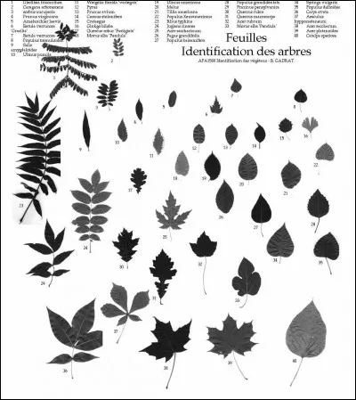 De quel arbre provient la feuille présente sur le drapeau du Canada ?