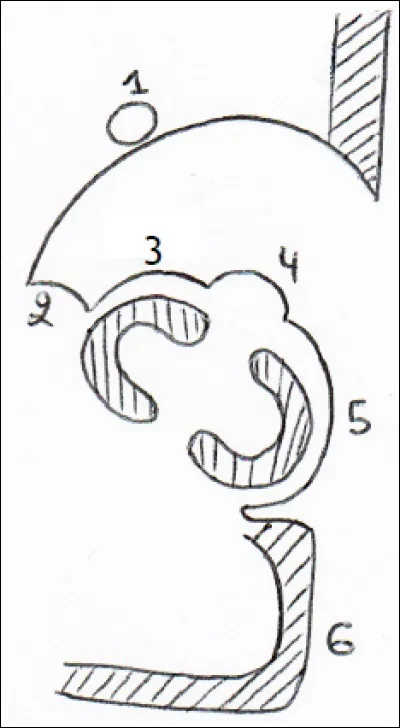 Coupe frontale de la corne temporale : 
1. Queue du noyau
2. Fimbria (ou corps bordant)
3. Corne d'Ammon
4. Cors godronné
5. Eminence collatérale
6. T5