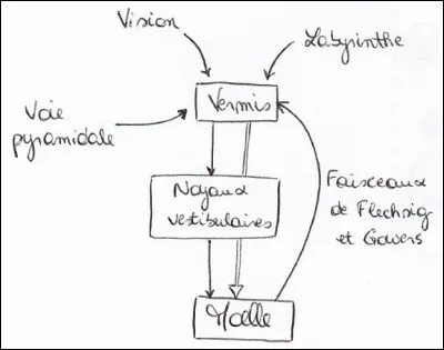 Le schéma suivant est-il correct ?