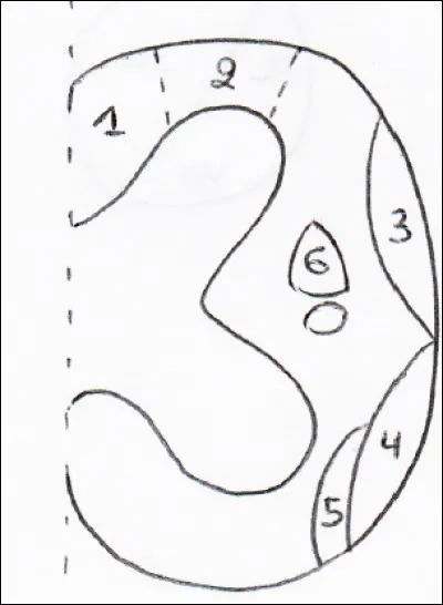 Coupe de la moelle : 
1. Faisceau de Goll
2. Faisceau de Burdach
3. Faisceau de Gowers
4. Faisceau de Flechsig
5. Voie spino-thalamique latérale
6. Voie pyramidale croisée
7. Voie rubro-spinale