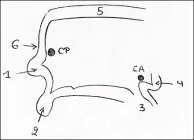 Coupe sagittale de V3. La légende est-elle correcte ?
1. Chiasma
2. Hypophyse
3. Mésencéphale
4. Epiphyse
5. Corps calleux
6. Infundibulum