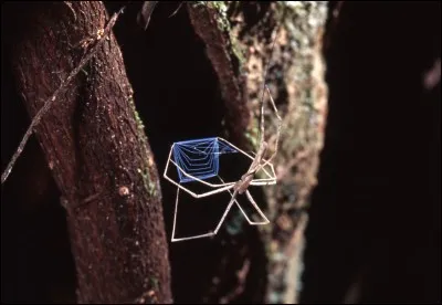 Telle un rétiaire de la Rome antique, elle capture ses proies à l'aide de son filet, oui mais où ?