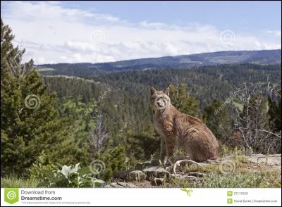 Il fait l'objet d'une protection, qui semble porter ses fruits !