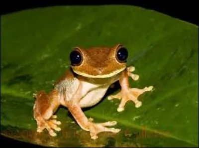 Aimes-tu les grenouilles ?
