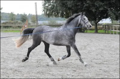 La robe de ce cheval est...